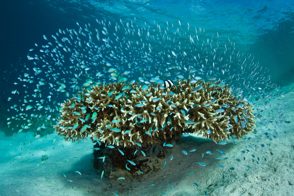 L'huile de poisson biologique est récompensé