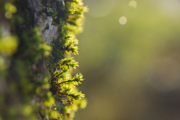 Vitamine D végane extraite de lichens